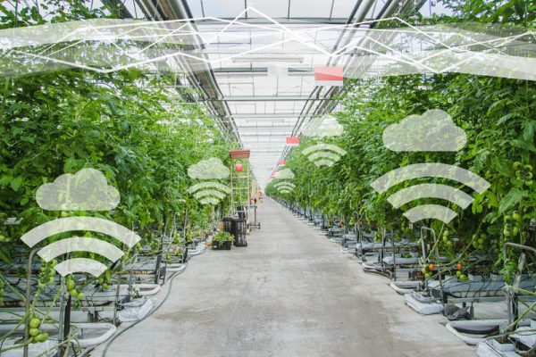 IoT Solutions | Smart Greenhouse Sensor Systems Ireland